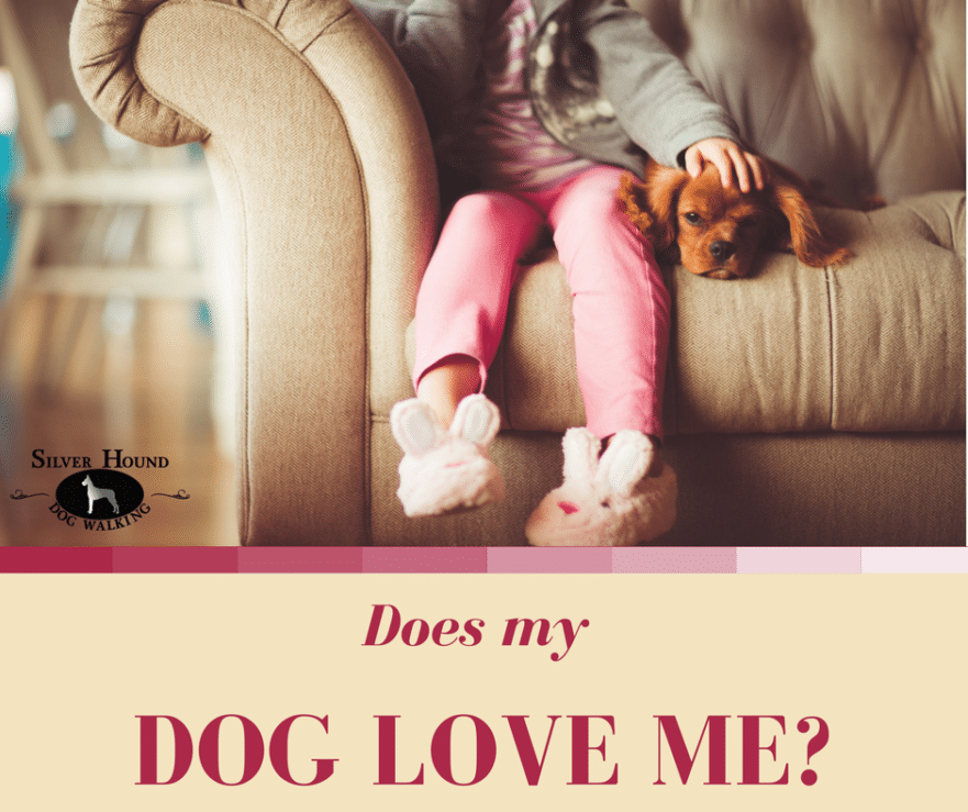 Does my dog really love me? Silver Hound Dog Walking & Cat Sitting